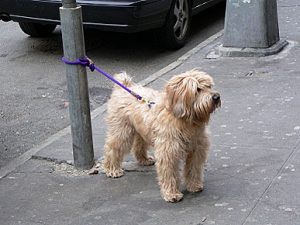 dog tied