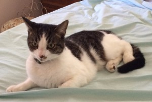 Oliver, lost cat
