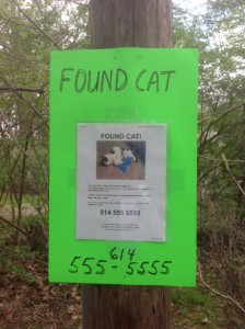 found cat flyer on neon poster