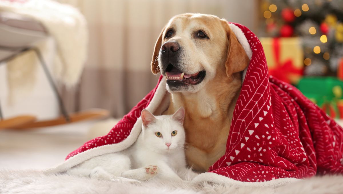 A brown dog and a white cat snuggle under a holiday blanket